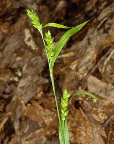 Carex flaccosperma #6